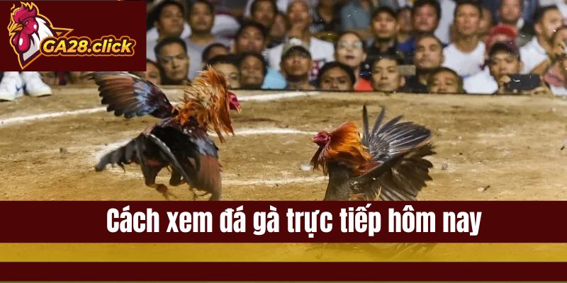 Cách Xem Đá Gà Trực Tiếp Hôm Nay Đơn Giản Cho Người Mới GA28
