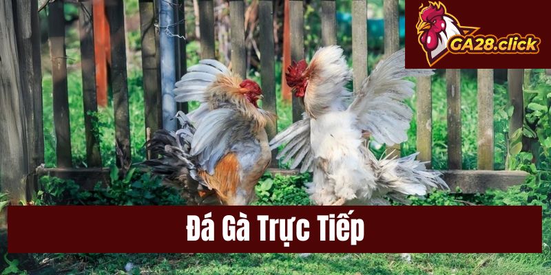 Đá Gà Trực Tiếp – Hình Thức Giải Trí Thu Hút Người Quan Tâm