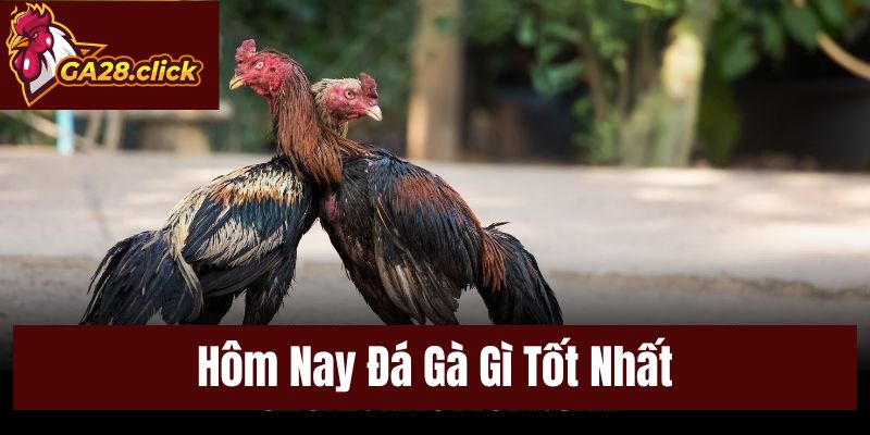Hôm Nay Đá Gà Gì Tốt Nhất – Phân Tích Chuẩn Xác Mỗi Ngày