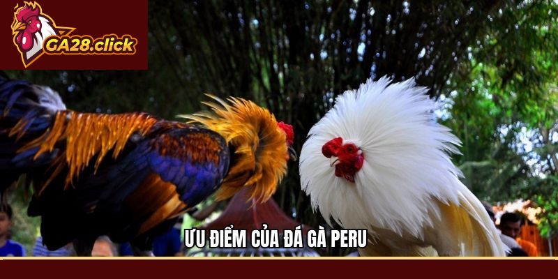 Ưu điểm của Đá gà Peru